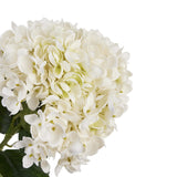 white hydrangea stem