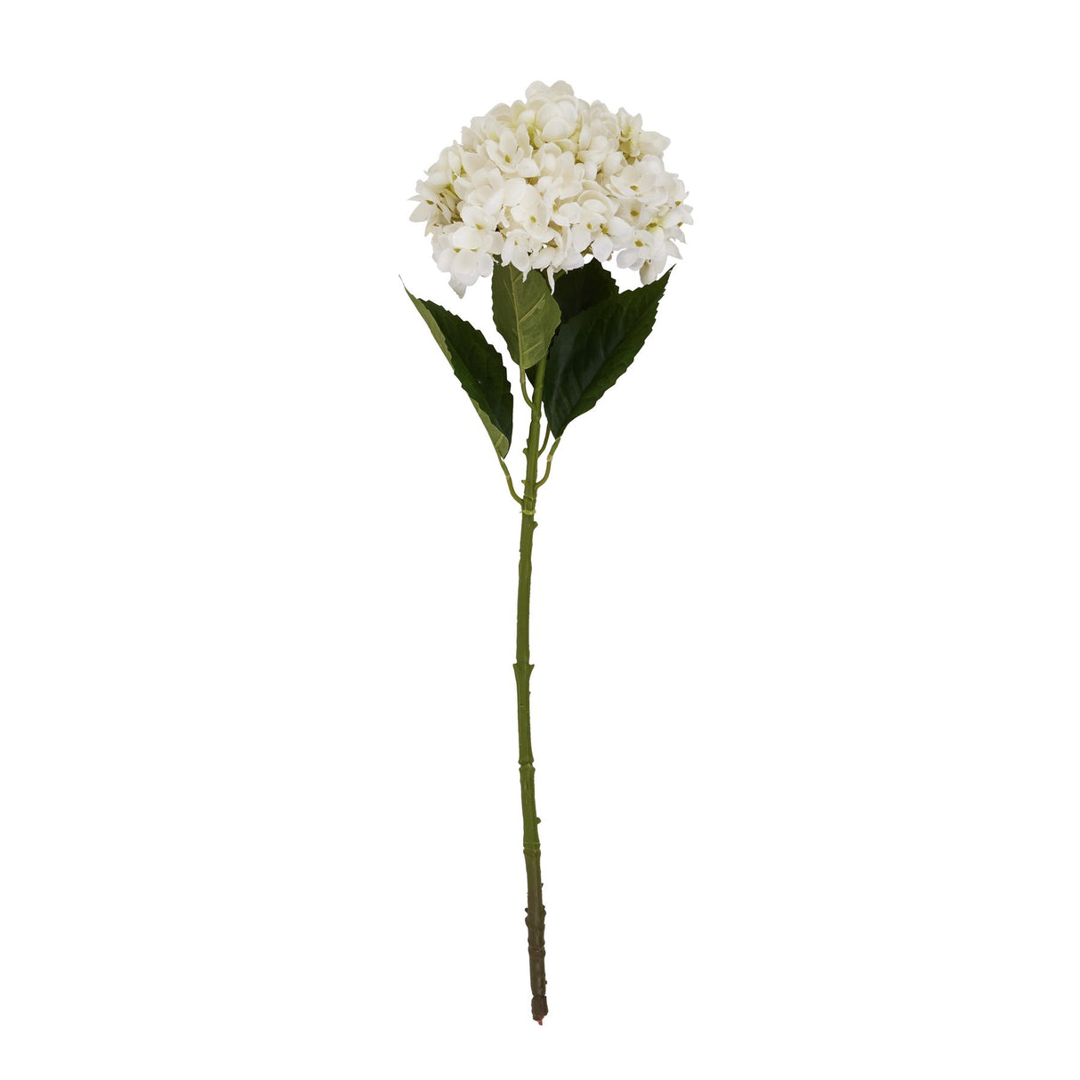 white hydrangea stem