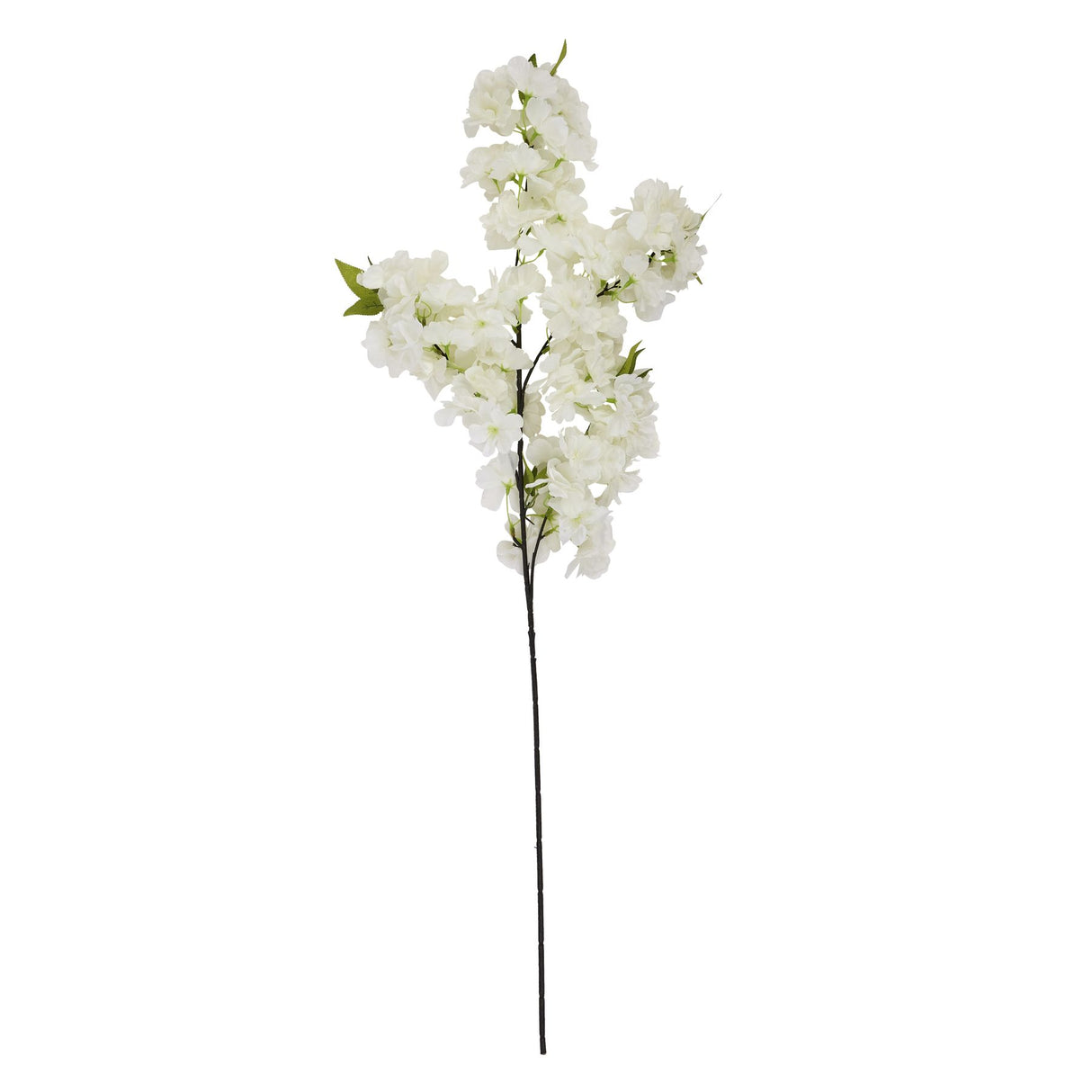 large white full cherry blossom stem