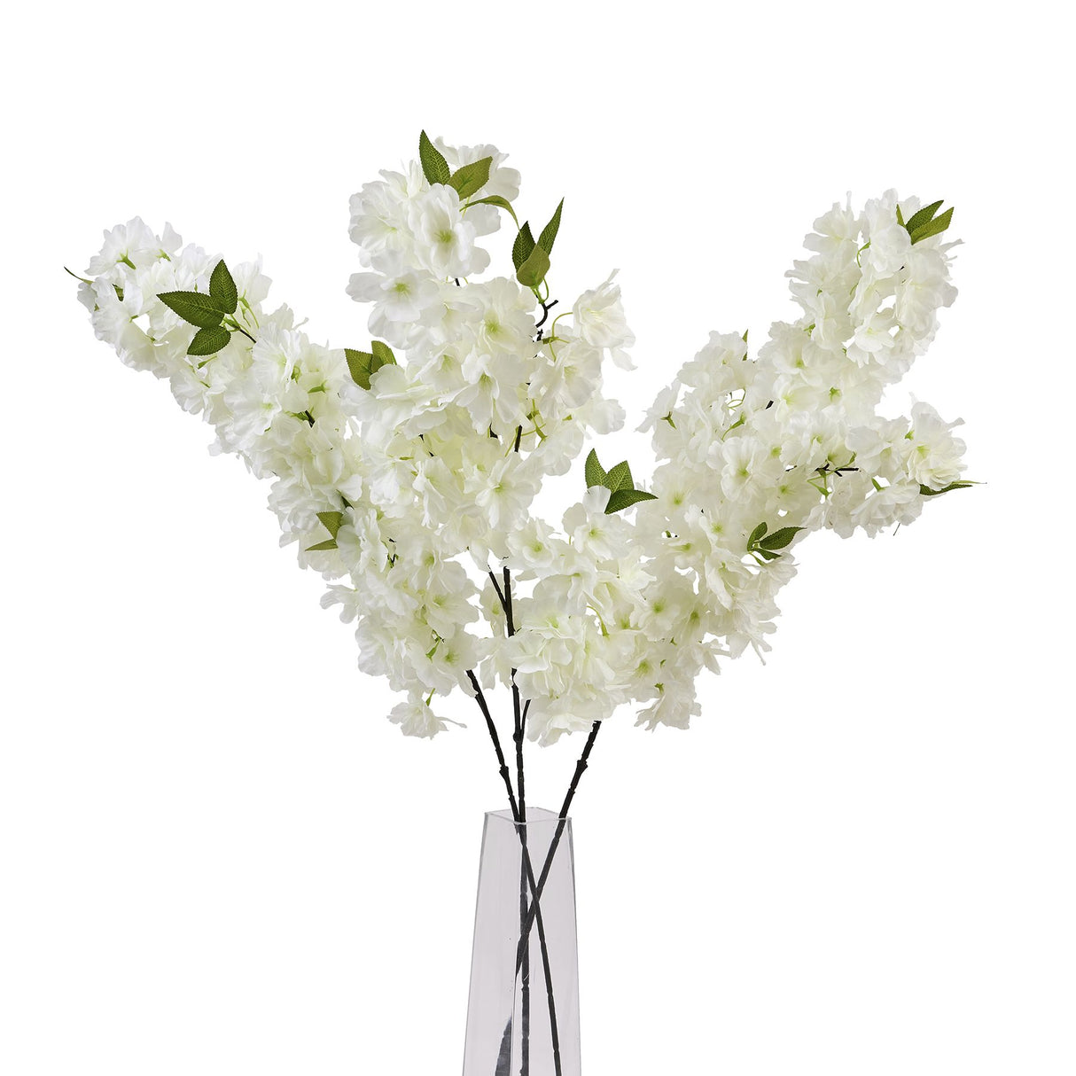 large white full cherry blossom stem