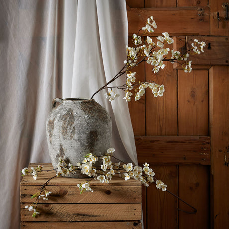 white japanese blossom