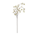 white japanese blossom
