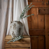 gunnii blue eucalyptus spray