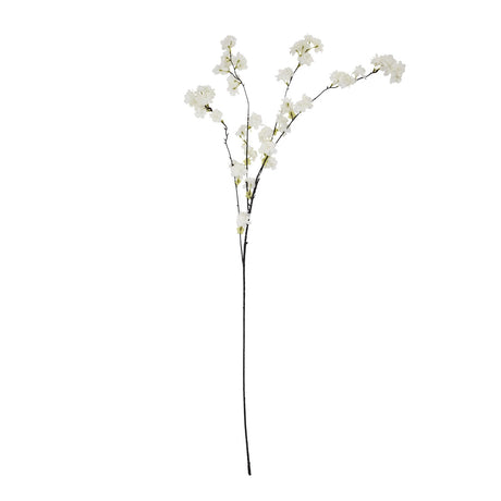 large white cherry blossom stem