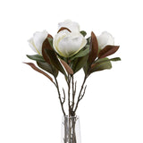 white magnolia stem
