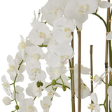 large white orchid in antique stone pot