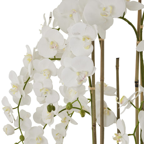 large white orchid in antique stone pot