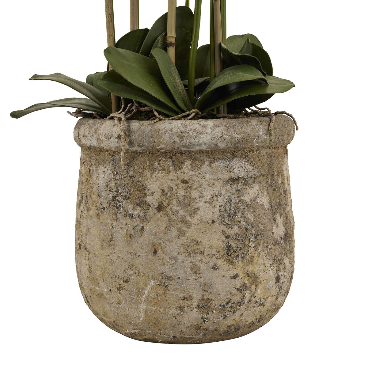 large white orchid in antique stone pot