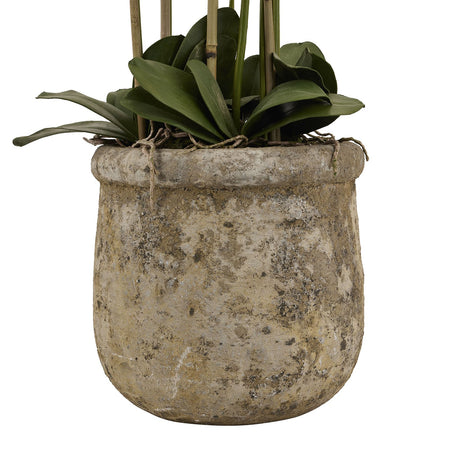 large white orchid in antique stone pot