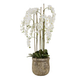 large white orchid in antique stone pot