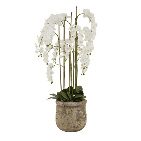 large white orchid in antique stone pot