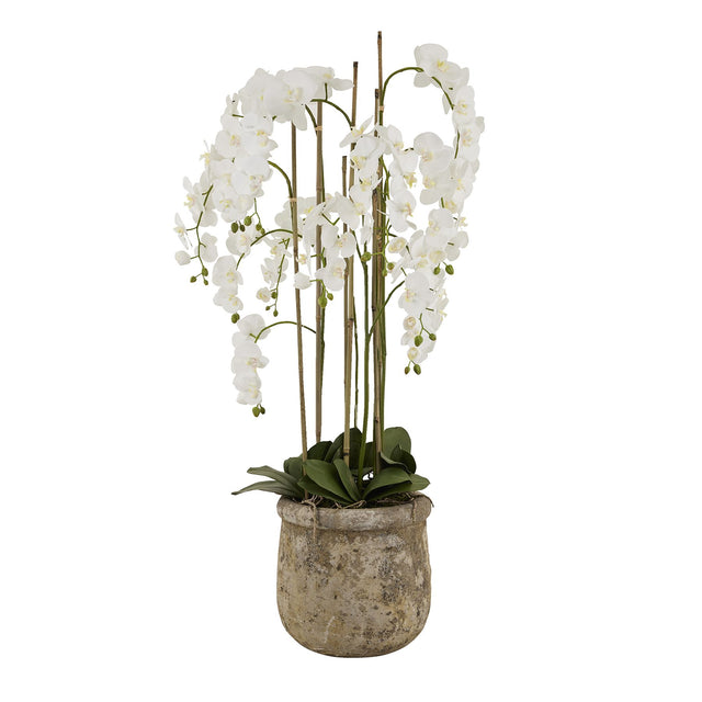 large white orchid in antique stone pot