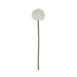 white short chrysanthemum