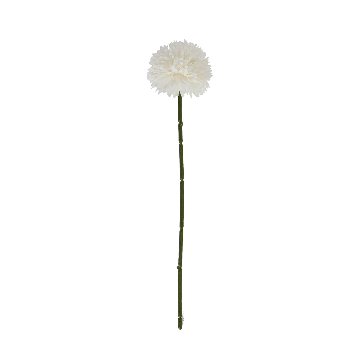 white short chrysanthemum