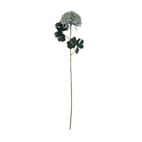 pale green blue chrysanthemum