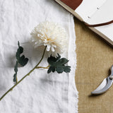 white chrysanthemum