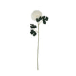 white chrysanthemum