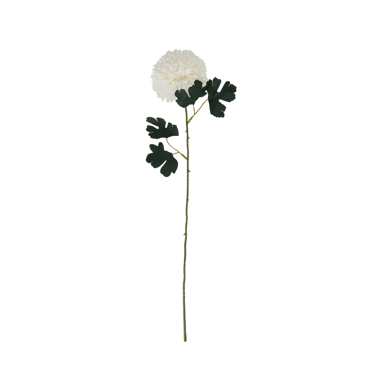 white chrysanthemum