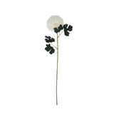 white chrysanthemum