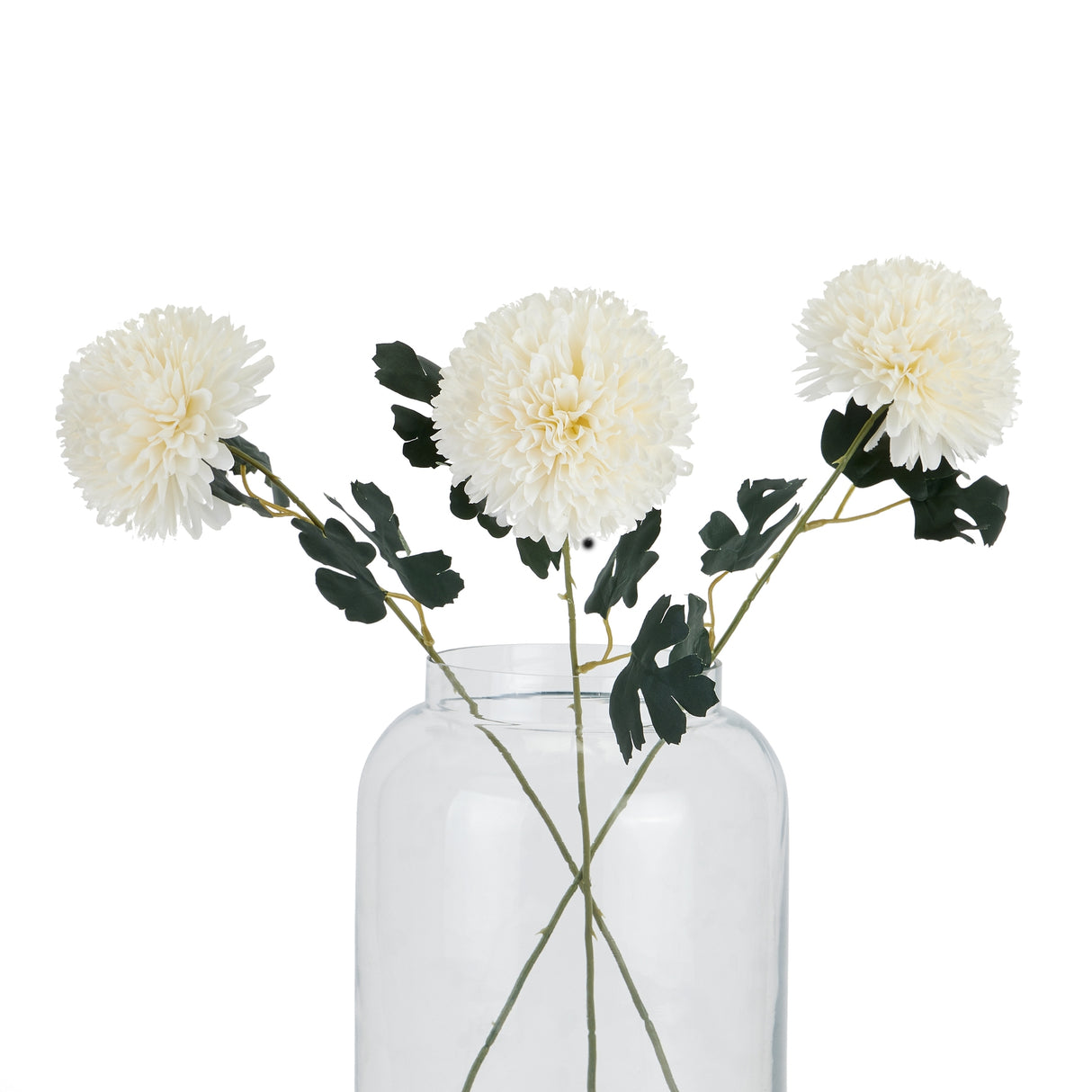 white chrysanthemum