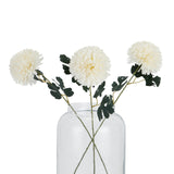 white chrysanthemum