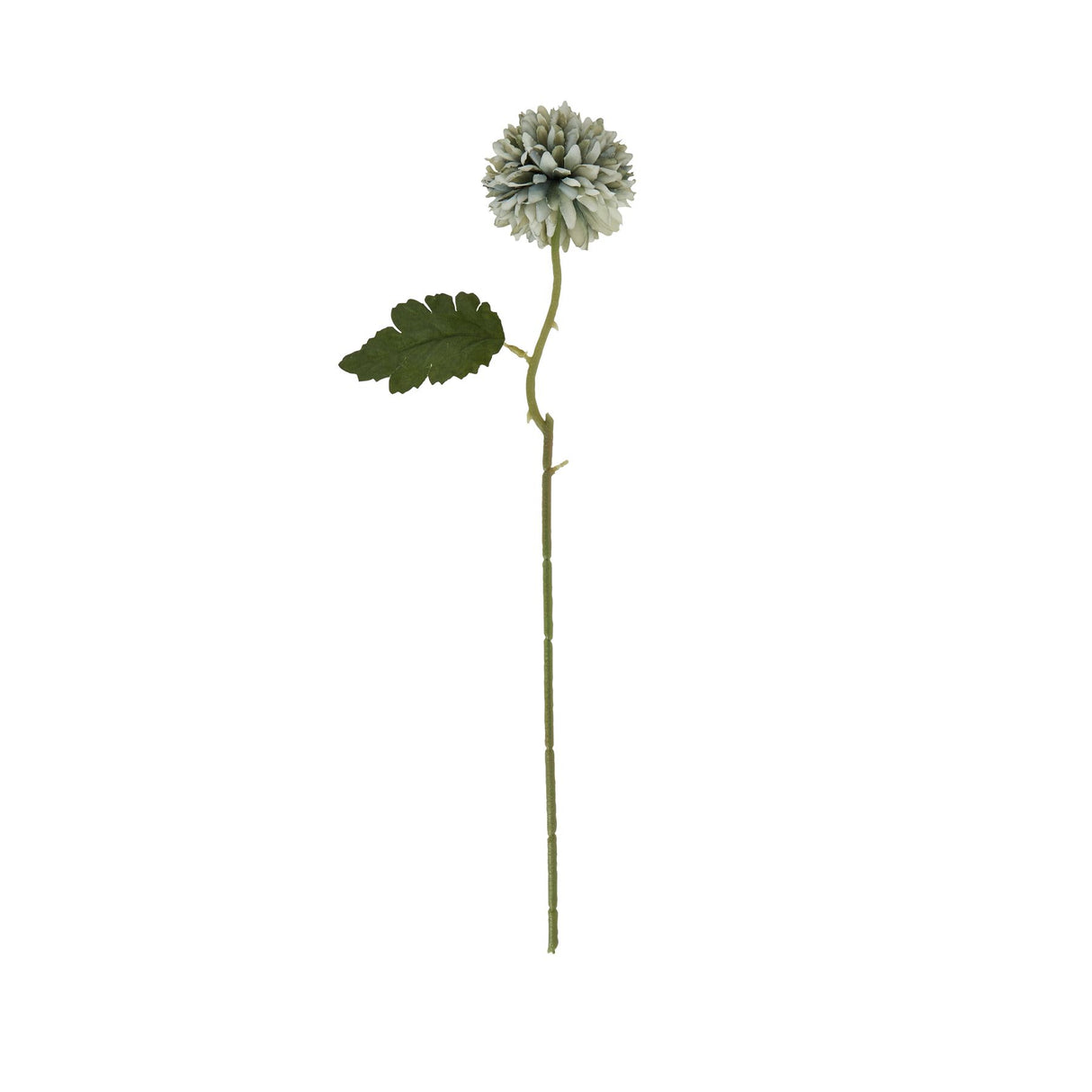 pale green blue short chrysanthemum