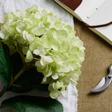 oversized green hydrangea