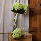 oversized green hydrangea