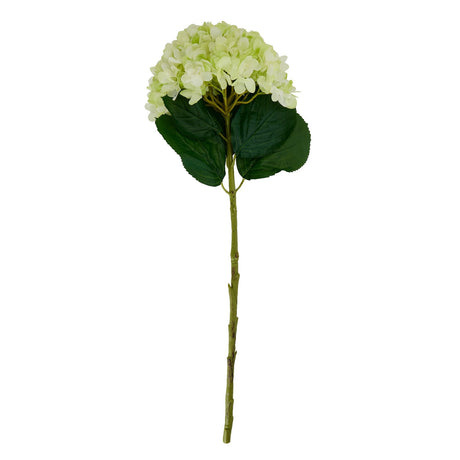 oversized green hydrangea