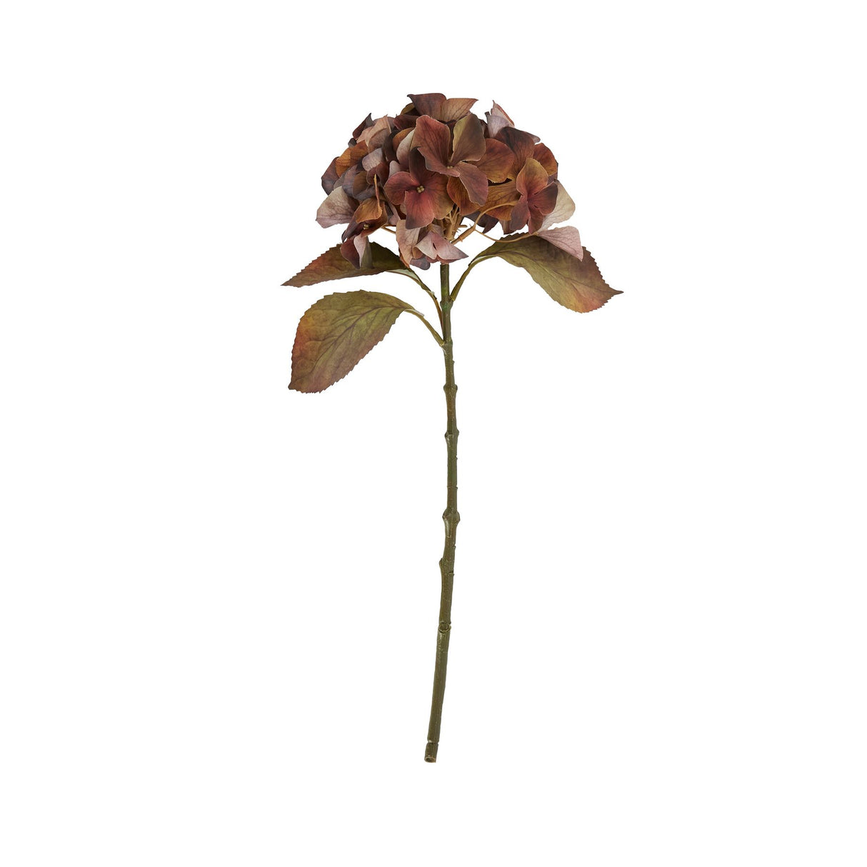 mixed autumn browns single hydrangea stem