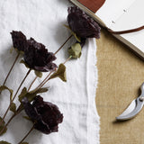 tall black poppy stem