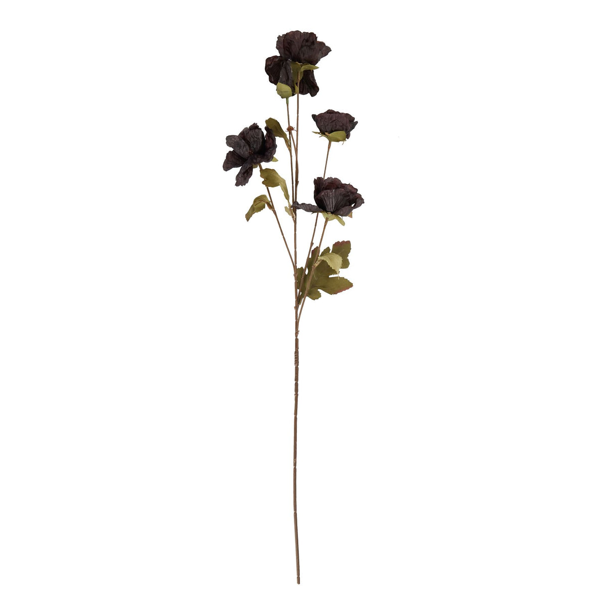 tall black poppy stem