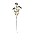 black chrysanthemum
