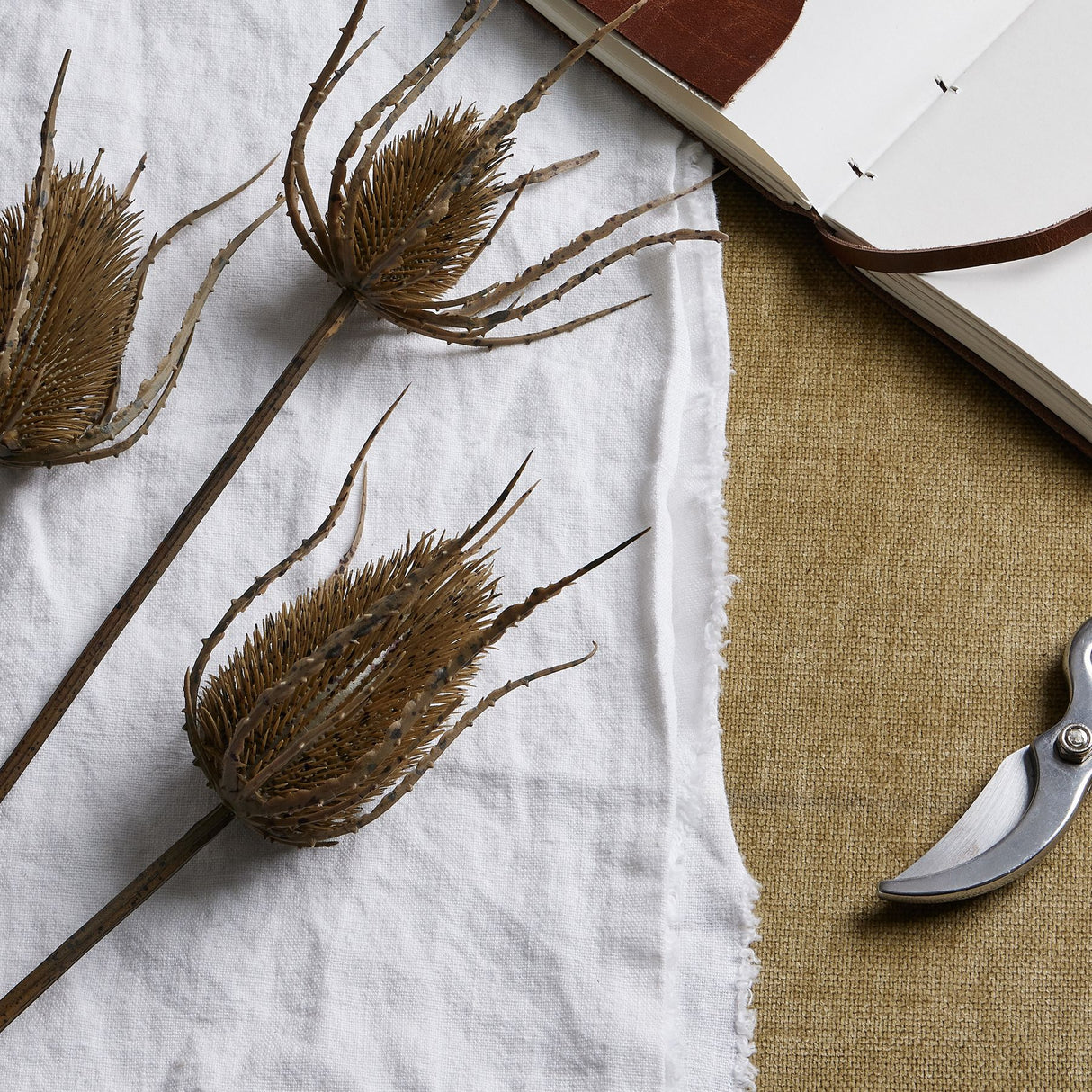 large brown triple teasle stem
