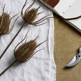 large brown triple teasle stem