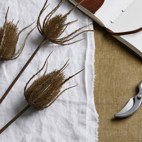 large brown triple teasle stem