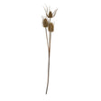 large brown triple teasle stem