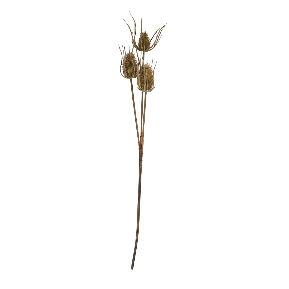 large brown triple teasle stem