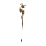 large brown triple teasle stem