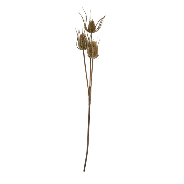 large brown triple teasle stem