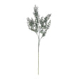 blackened grass spray stem