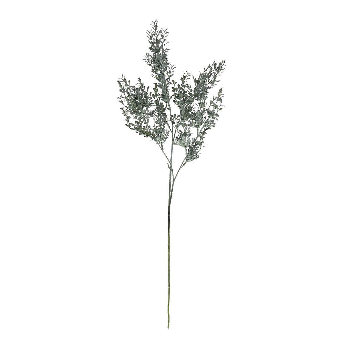 blackened grass spray stem