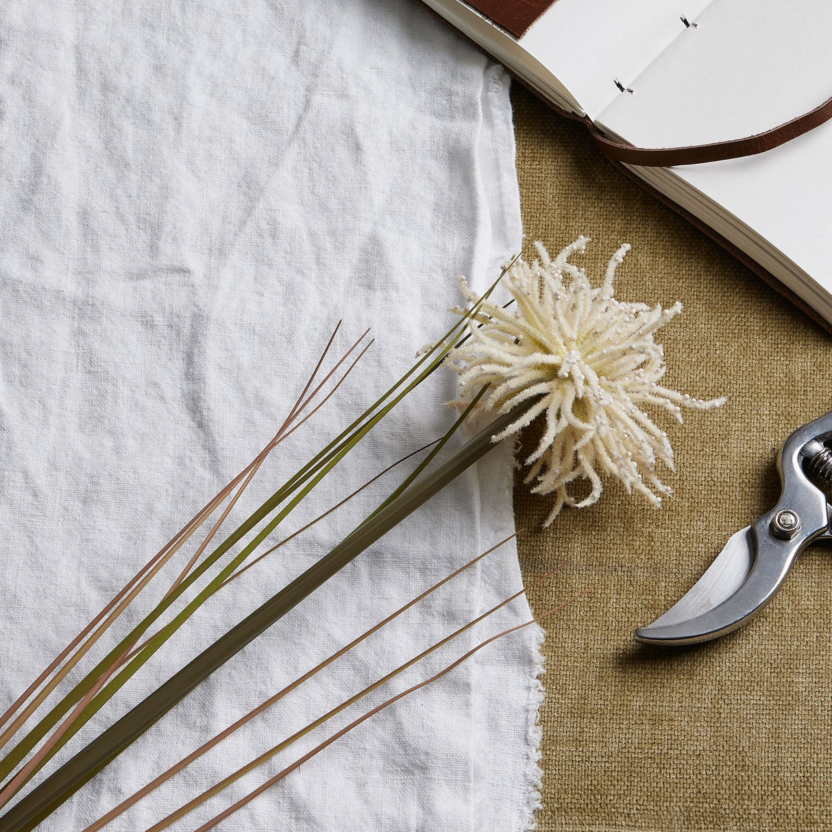 cream aster spider chrysanthemum stem