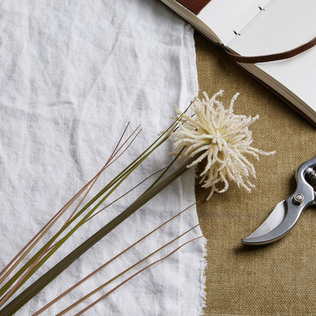 cream aster spider chrysanthemum stem