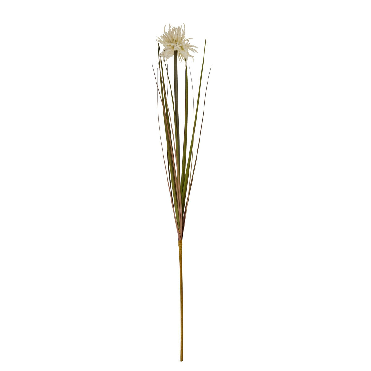 cream aster spider chrysanthemum stem