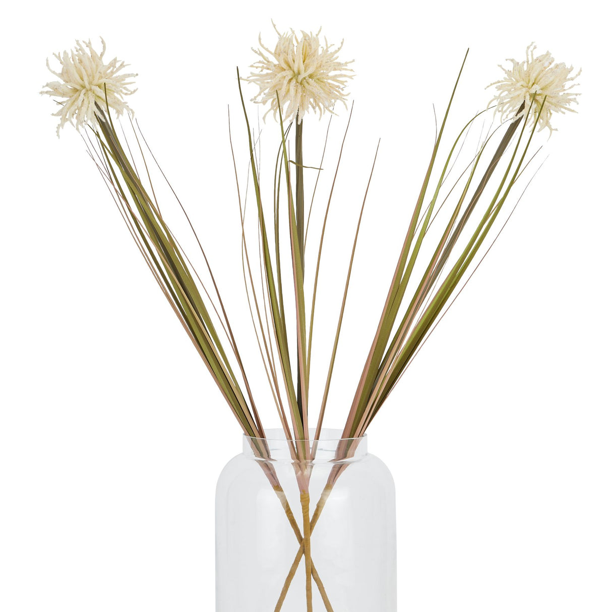 cream aster spider chrysanthemum stem
