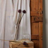 burgundy aster spider chrysanthemum stem