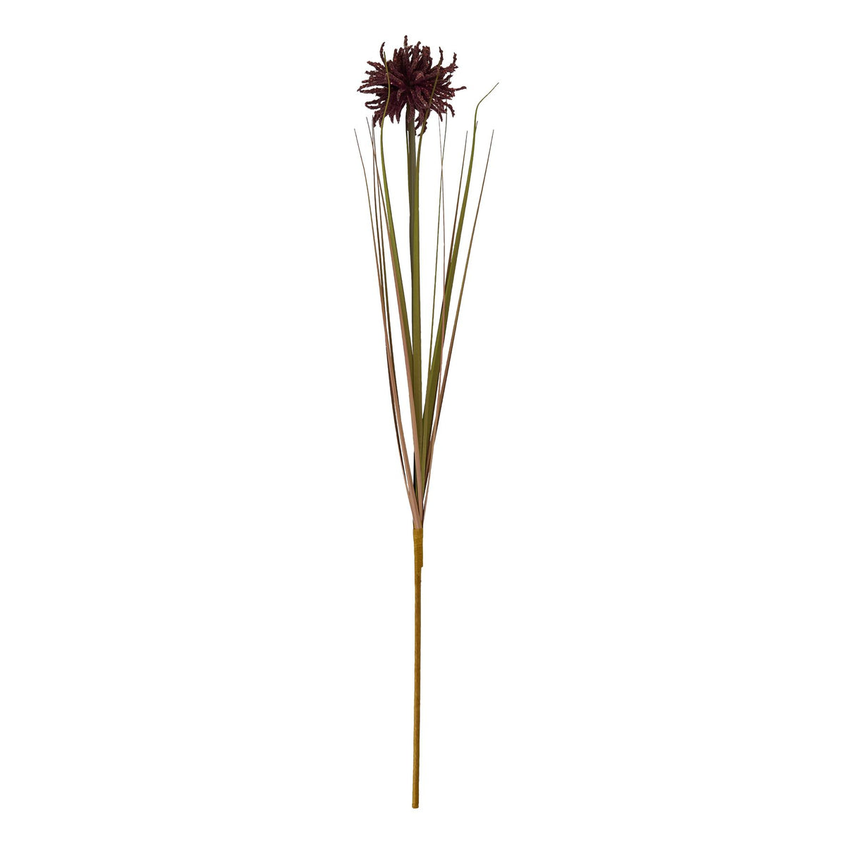 burgundy aster spider chrysanthemum stem