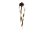 burgundy aster spider chrysanthemum stem