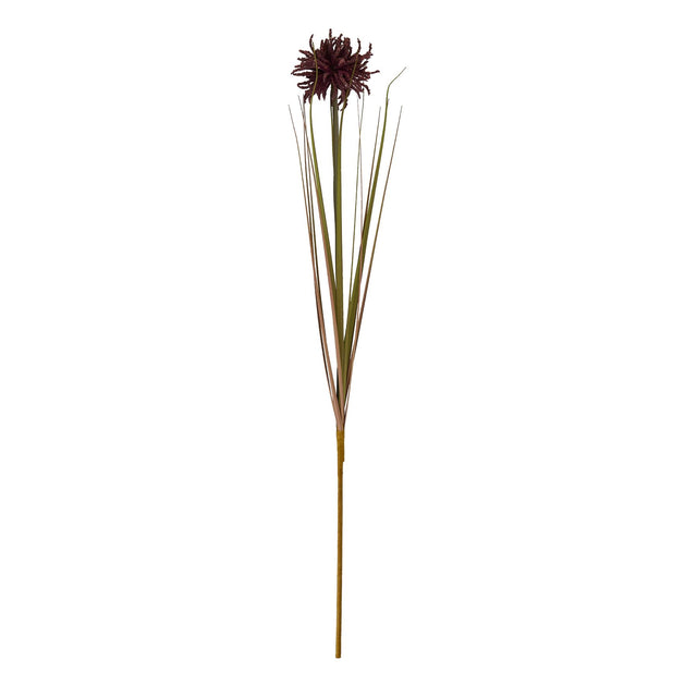 burgundy aster spider chrysanthemum stem